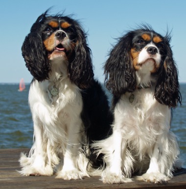 Cavalier King Charles Spaniel