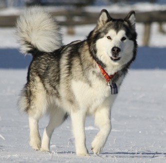 Alaskan Malamute