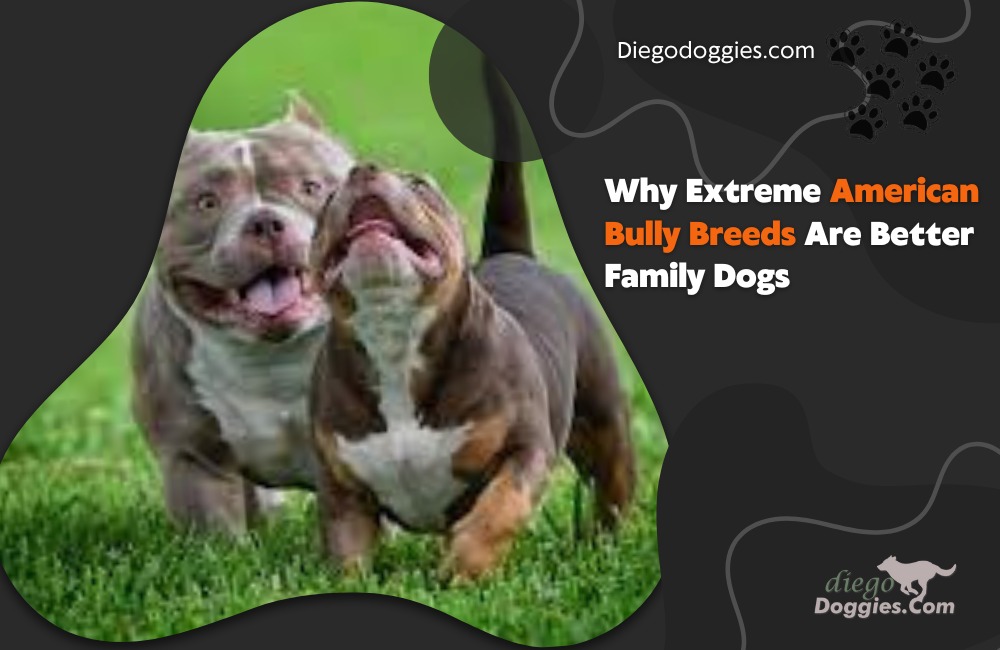 American Bully Breeds