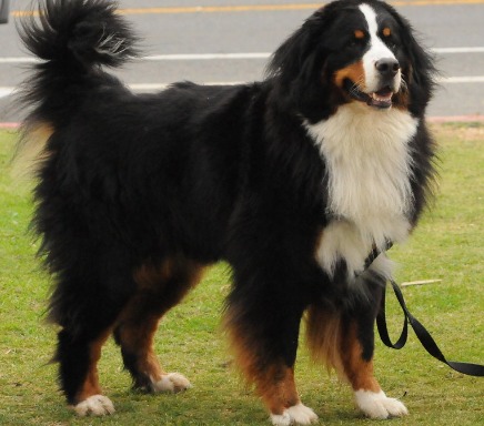 Bernese Mountain Dog