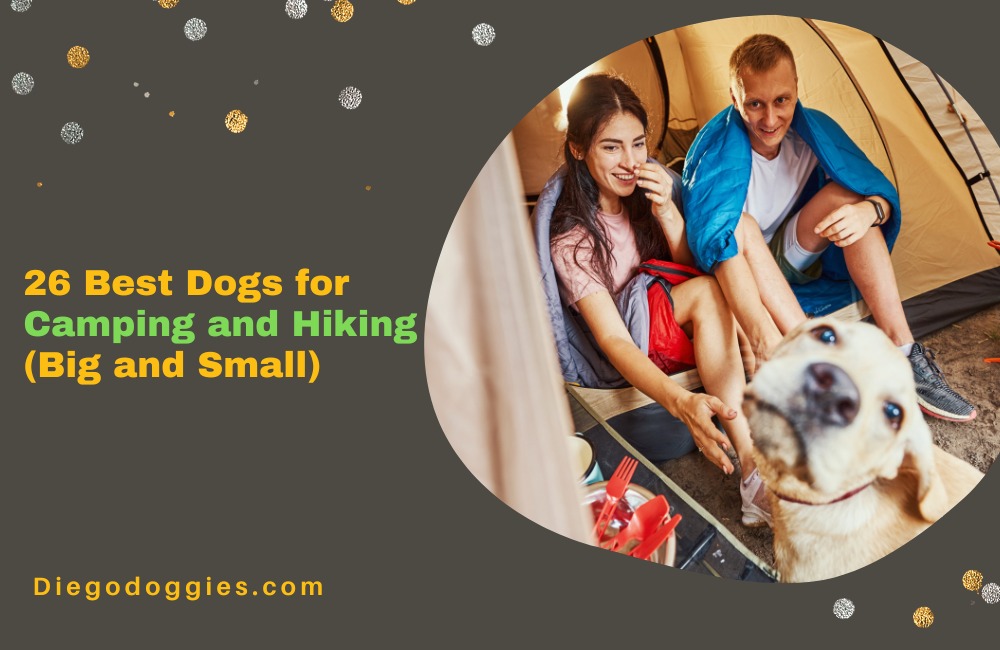 Best Dogs for Camping-and Hiking