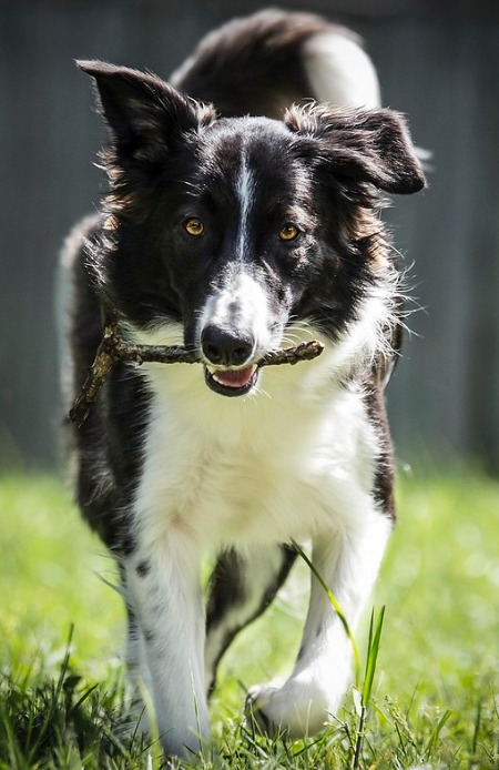 Border Collie- Best Dogs for Camping and Hiking