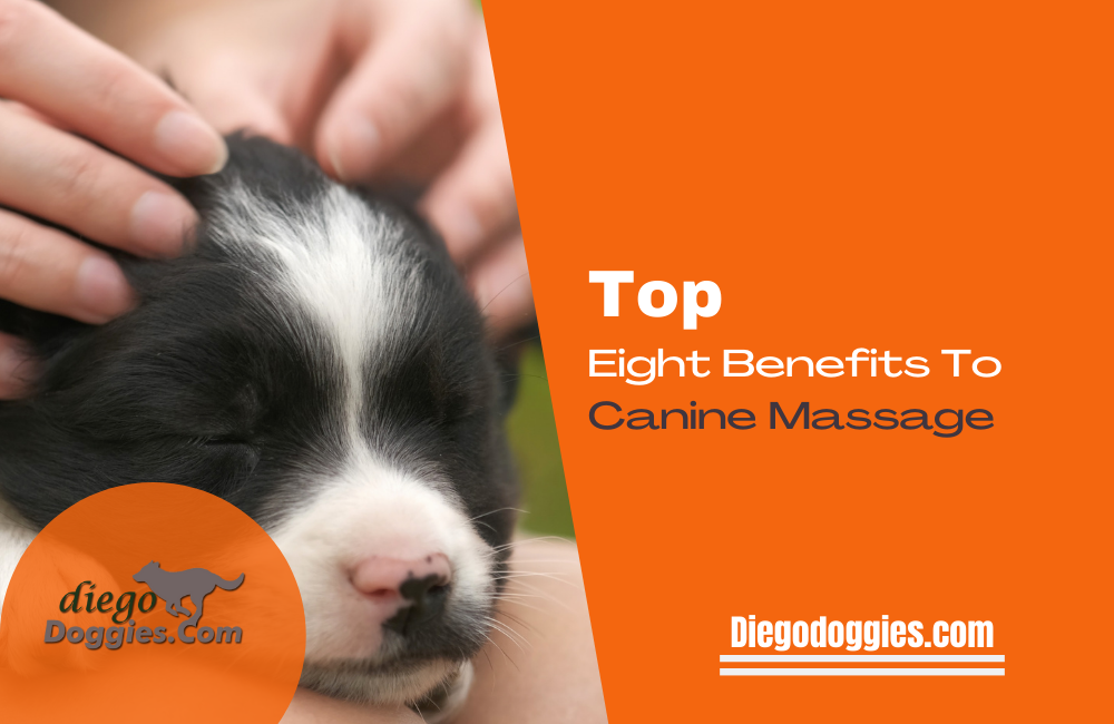 Canine Massage