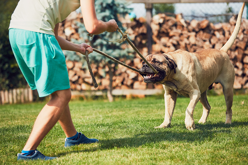 Types of Dog Aggression