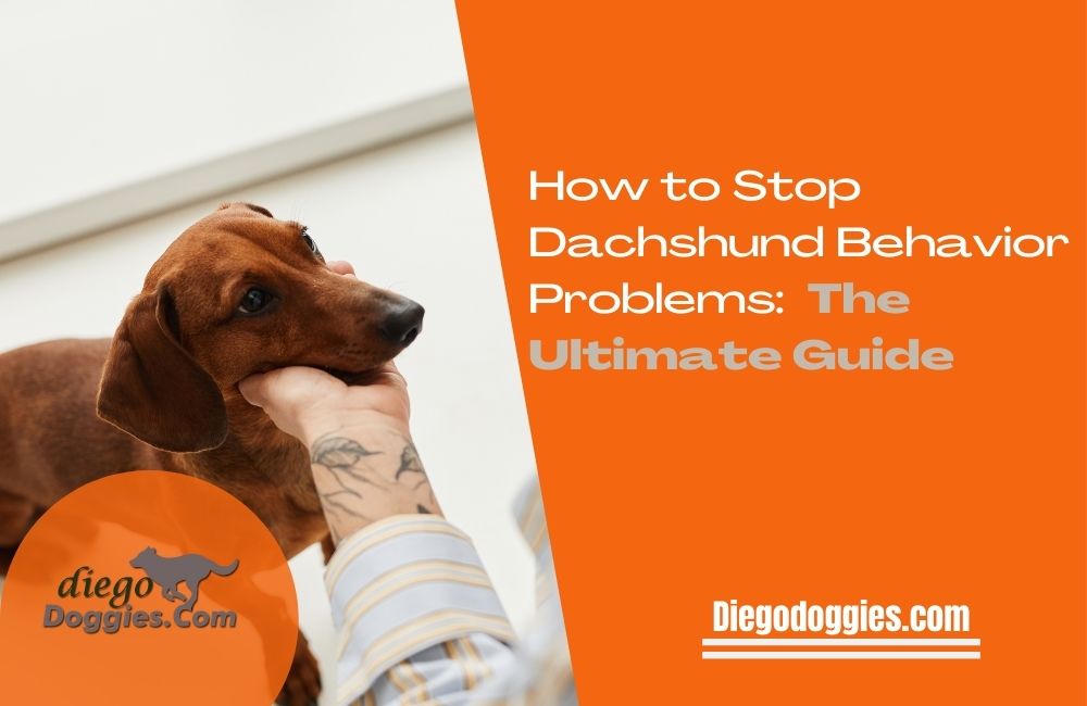 Dachshund behavior Problems