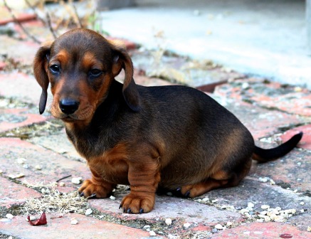 Dachshund