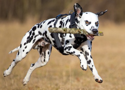 Dalmatian