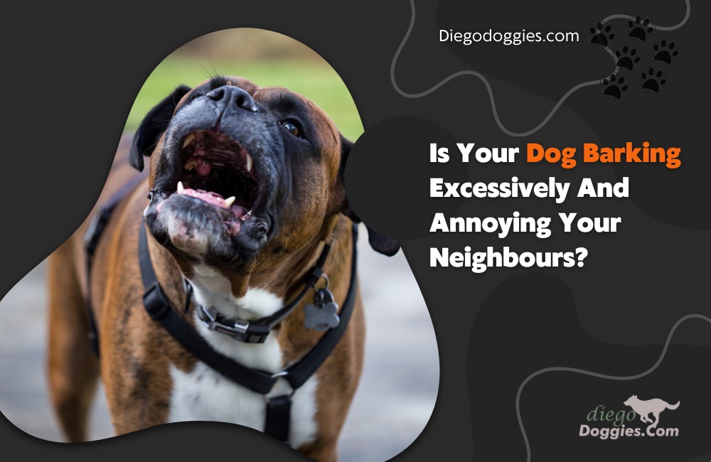 Dog Barking Excessively