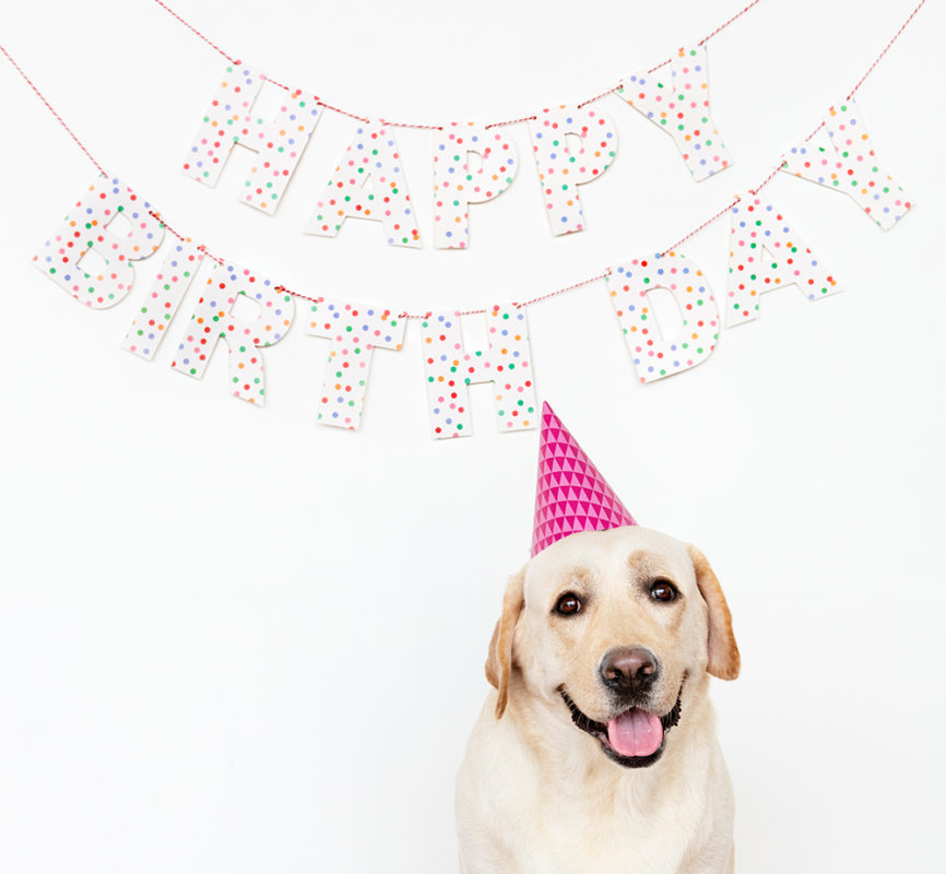 Steps for Your Dog Birthday Party