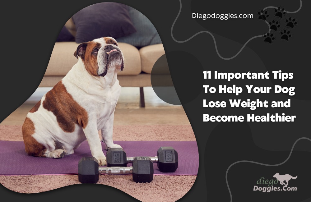 Dog Lose Weight