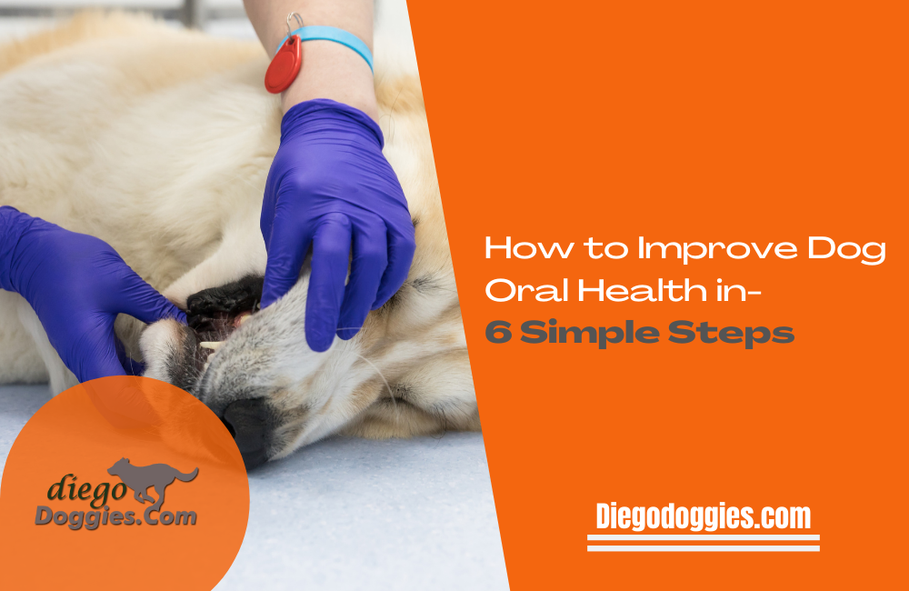 Dog Oral Health