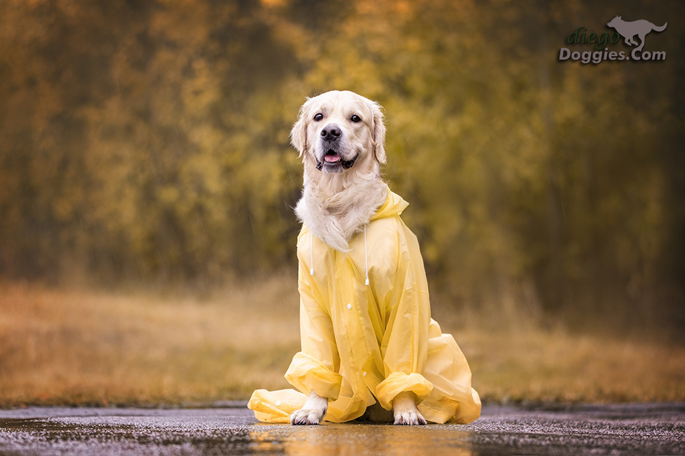 Dog Raincoats Styles