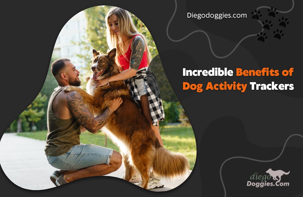 Dog activity trackers