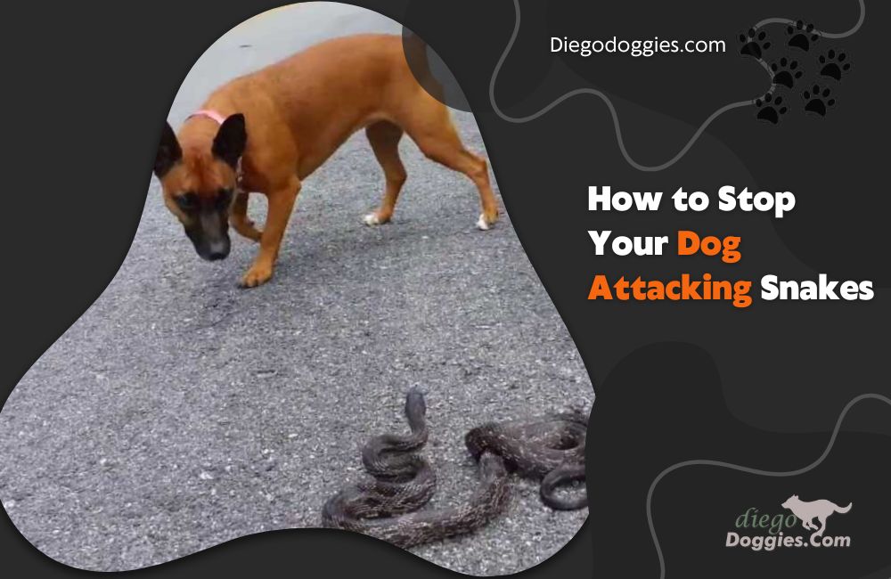 Dog attacking snakes