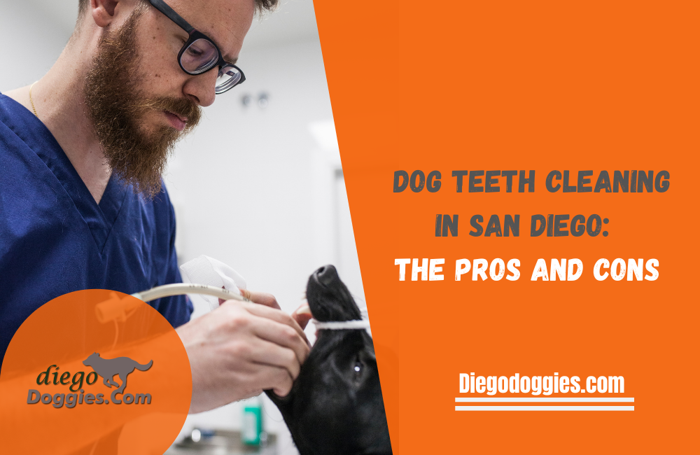 Dog teeth cleaning