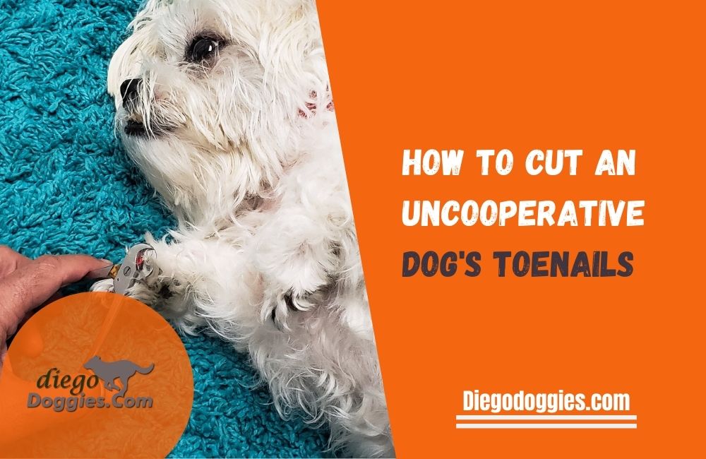 how-to-cut-a-dogs-toenails