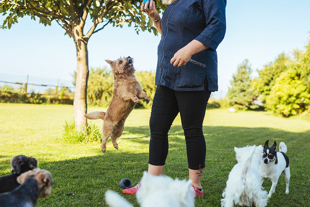 Dusty Rhodes Dog Park