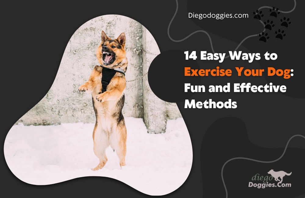 Exercise your dog