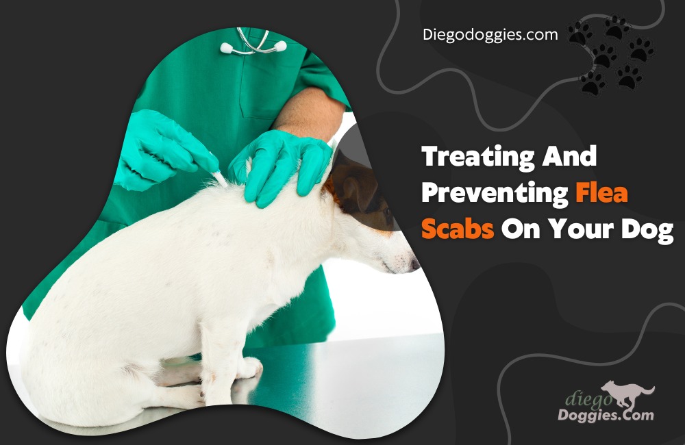Flea scabs on your dog