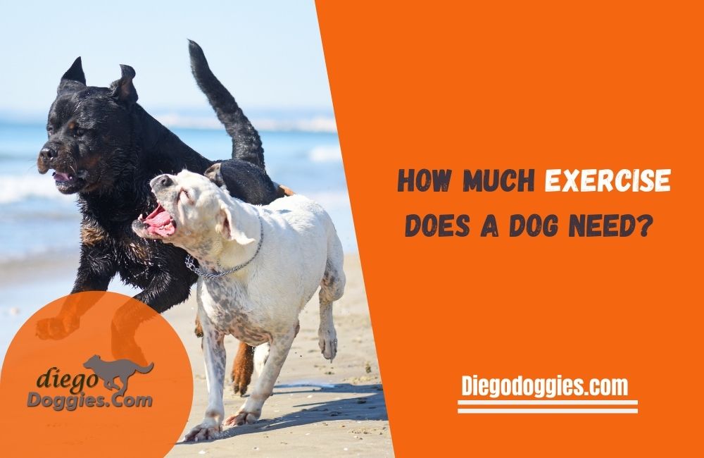 How much dog exercise