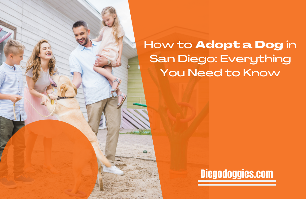 How to Adopt a Dog in San Diego