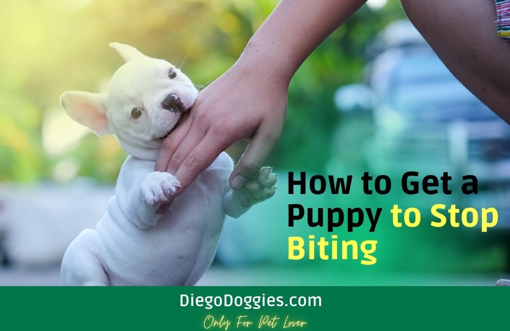 How to Get a Puppy to Stop Biting