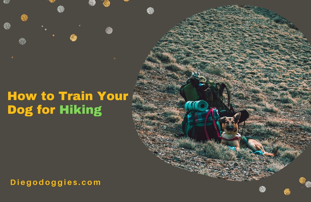 How to Train Your Dog for Hiking