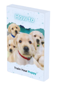 How-to-train-puppy