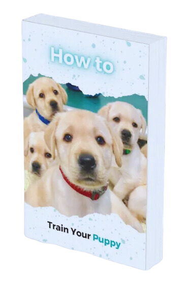 How-to-train-puppy