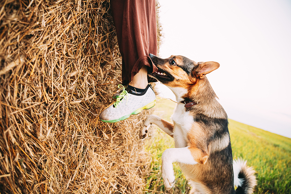 Identifying Signs of Dog Aggression