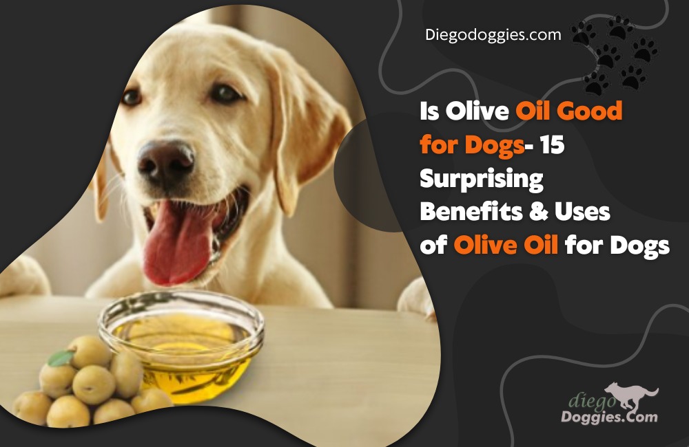 Is olive oil good for dogs
