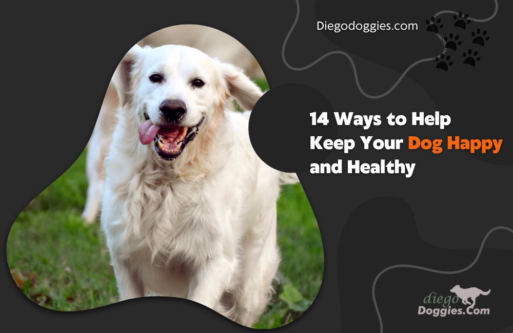 Keep you dog happy and healthy