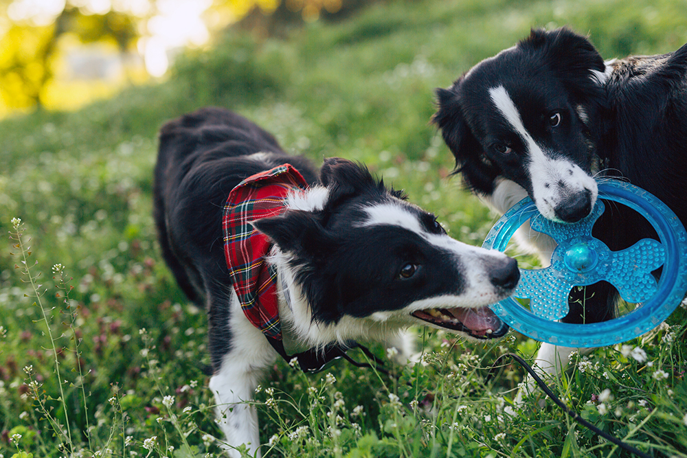 Large Dogs Toys