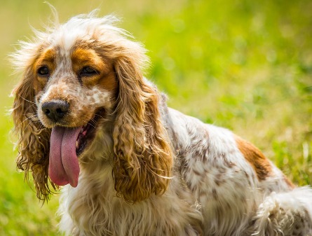 Cocker Spaniel