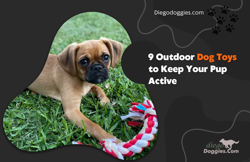 Outdoor Dog Toys