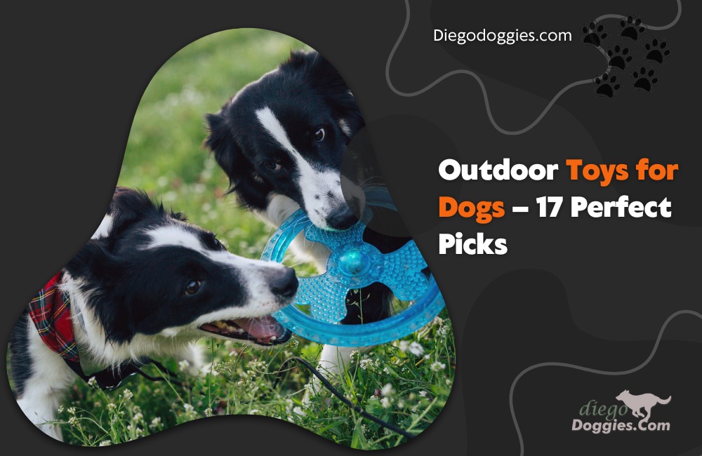 Outdoor toys for dogs