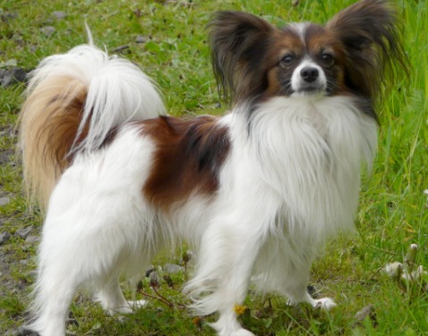 Papillon