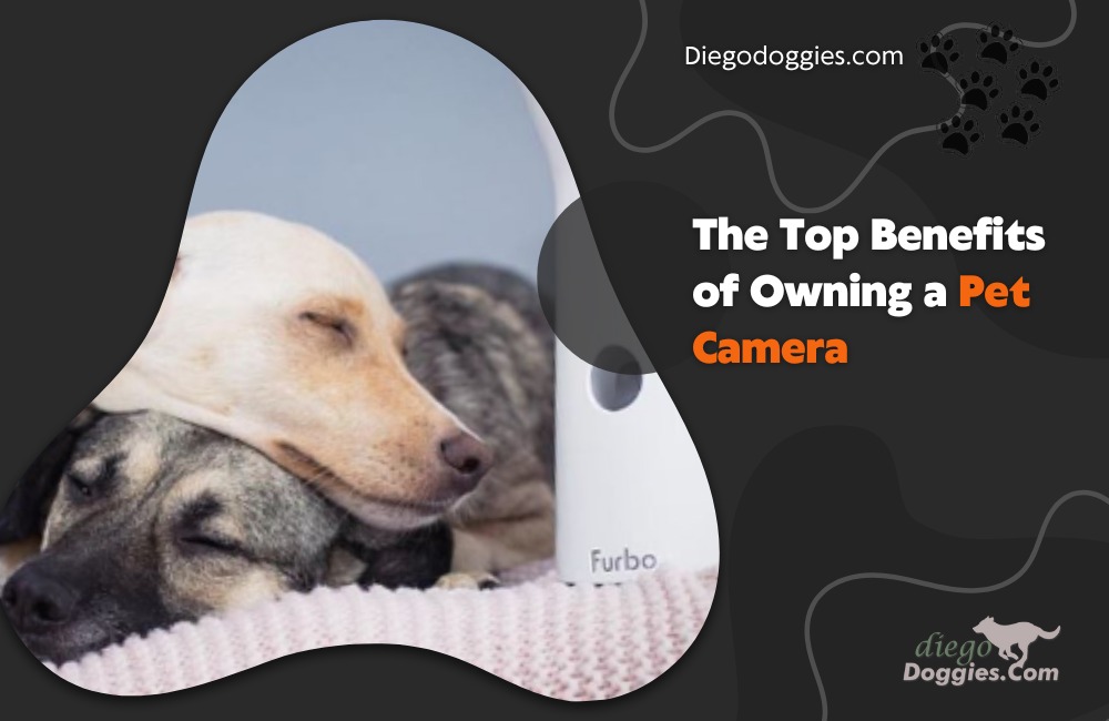 Pet Camera