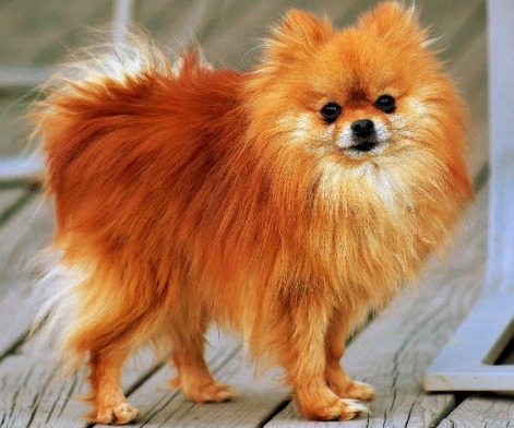 Pomeranian