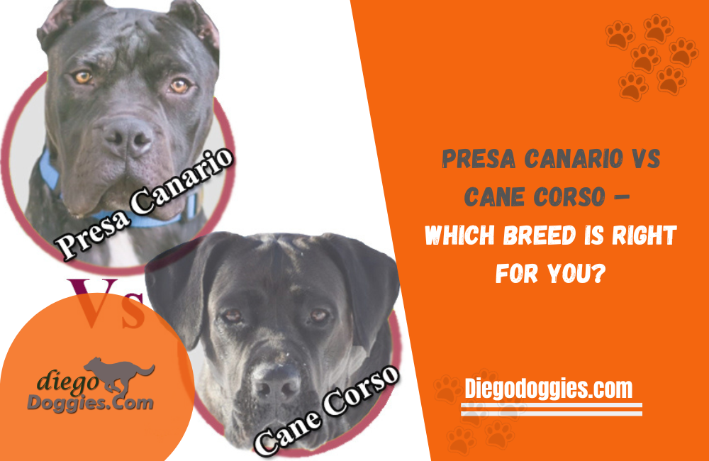 Presa Canario vs Cane Corso