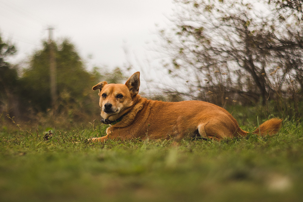 Red Heeler Diet and Nutrition