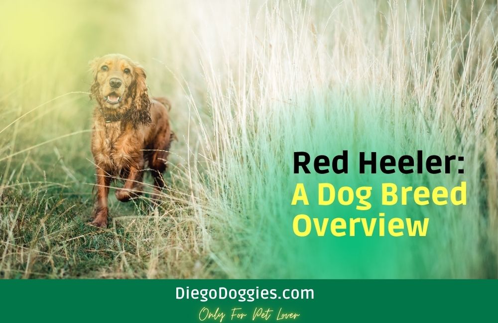 Red Heeler