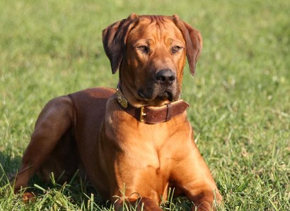 Rhodesian Ridgeback