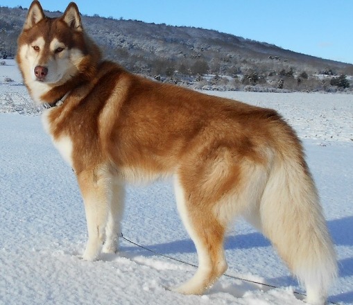 Siberian Husky- Best Dogs for Camping and Hiking