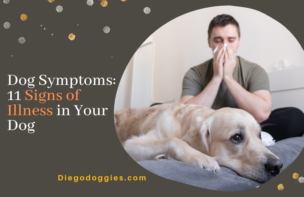 Signs of Illness in Your Dog