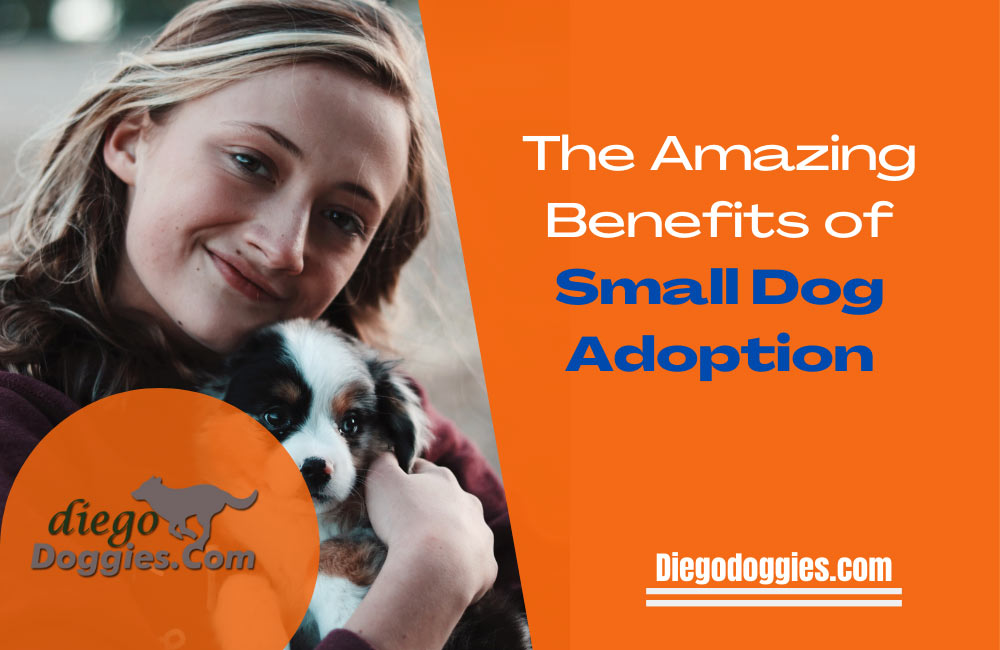 Small-dog-adoption