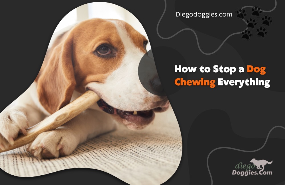 How to stop dog chewing everything