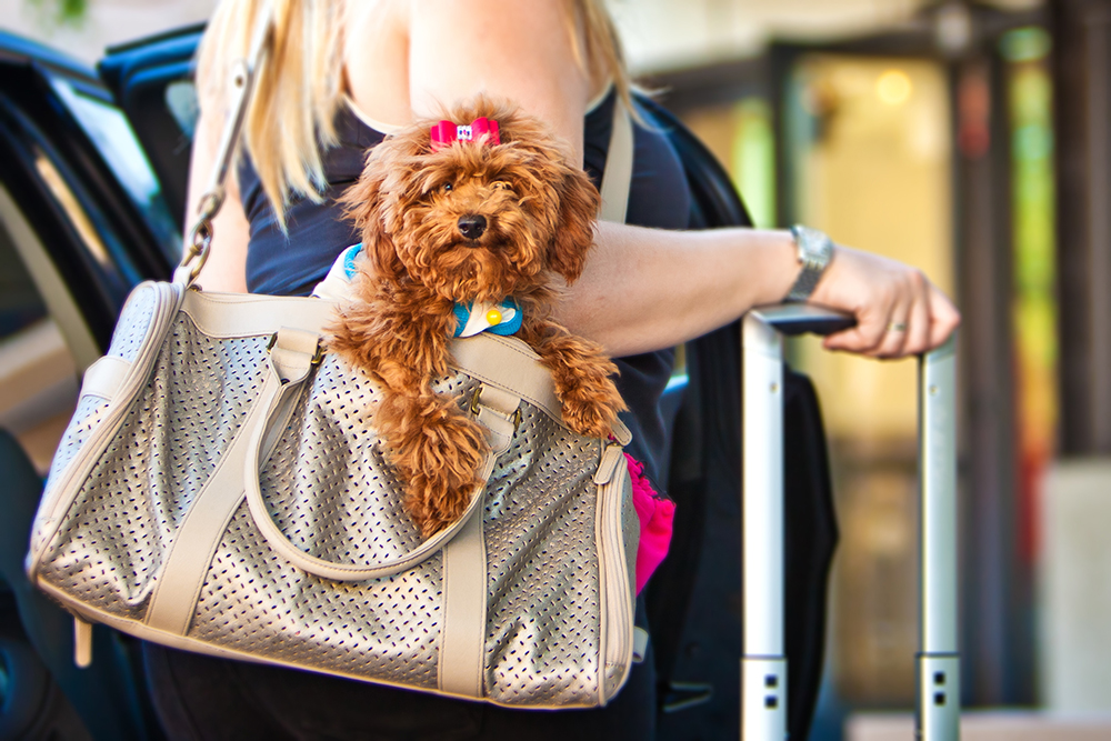 Tips for Traveling with Dogs