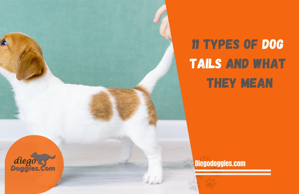 Types of dog tails