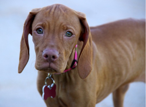 Vizsla